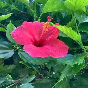 Thank you for shopping 🛍 in my closet.